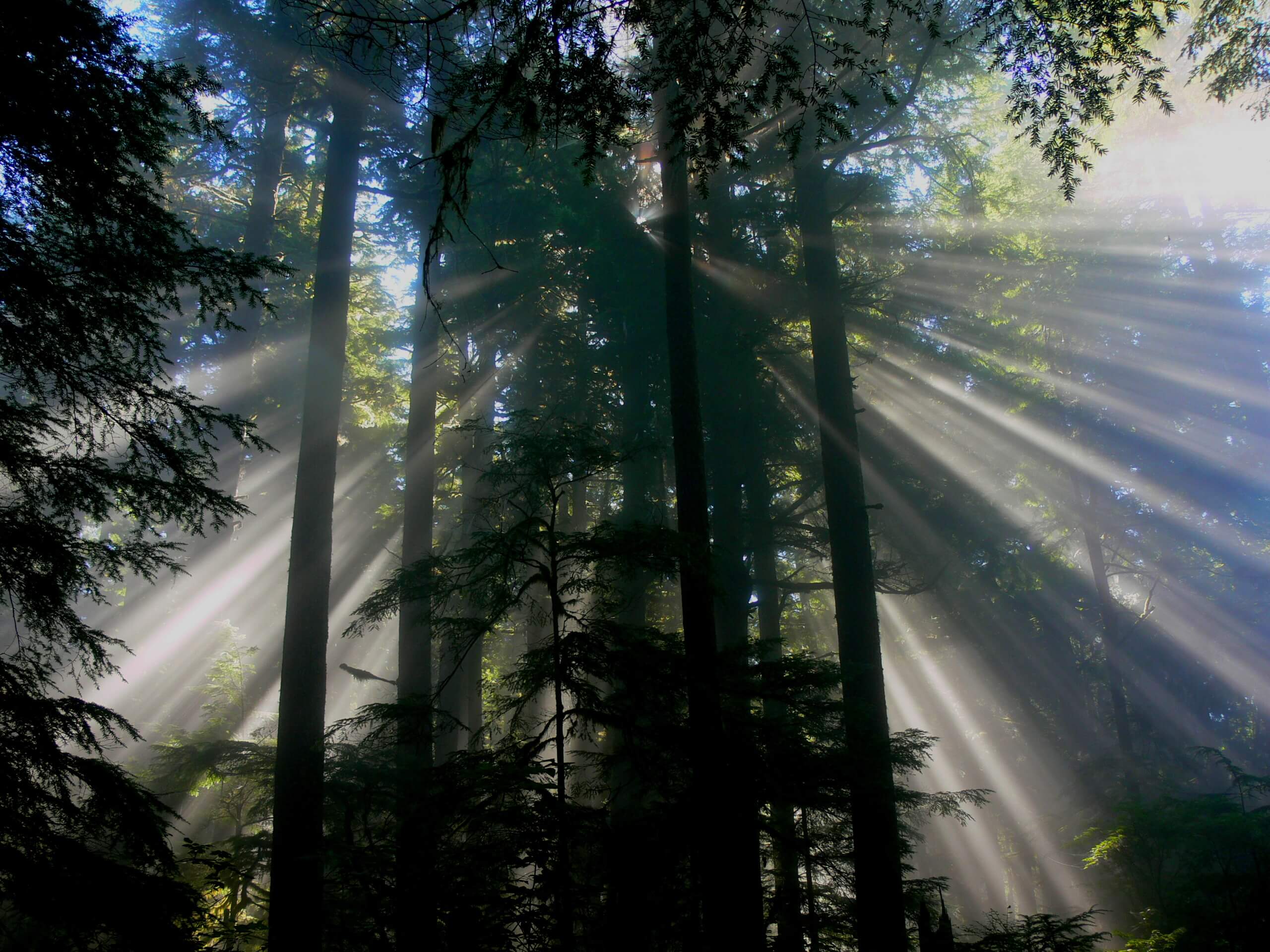 Bamfield Mabens Sunbeams